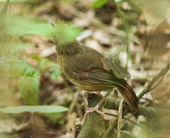 Malacocincla abbotti