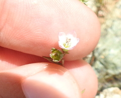 Hesperolinon congestum