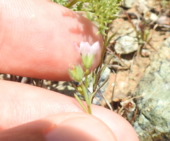 Hesperolinon congestum