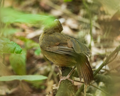 Malacocincla abbotti