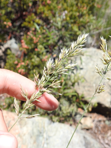 Serpentine Reed Grass
