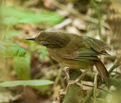 Malacocincla abbotti