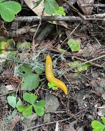 Slender Banana Slug, Felton, CA, US, photo 8 of 10