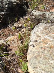 Monardella purpurea