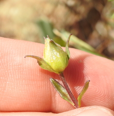Monardella purpurea