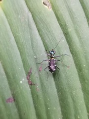 Cicindelina