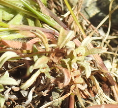 Hesperevax sparsiflora