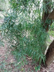 Asparagus falcatus