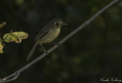 Vireo gundlachii