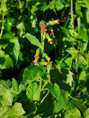 Crassocephalum crepidioides