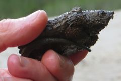 Macrochelys temminckii