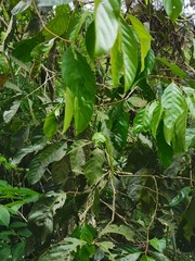Cananga odorata