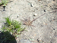 Scribneria bolanderi