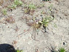 Scribneria bolanderi