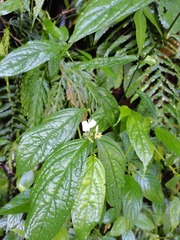 Cyclocodon lancifolius