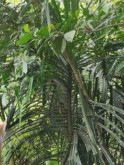 Pandanaceae