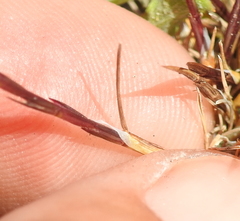 Scribneria bolanderi