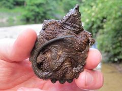 Macrochelys temminckii