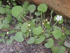 Crassula dentata