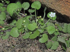 Crassula dentata
