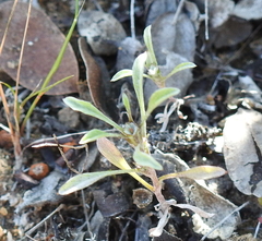 Hesperevax sparsiflora