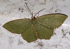 Thalera pistasciaria