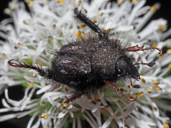 Peritrichia cinerea