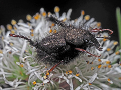 Peritrichia cinerea
