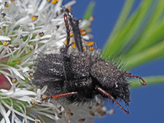 Peritrichia cinerea