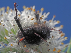 Peritrichia cinerea