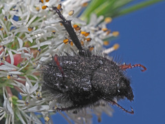 Peritrichia cinerea
