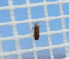 Platyedra subcinerea