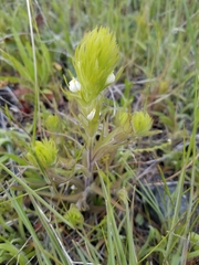 Castilleja rubicundula rubicundula