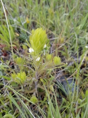 Castilleja rubicundula rubicundula