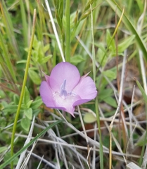 Calochortus uniflorus