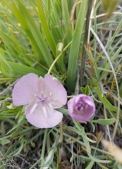 Calochortus uniflorus