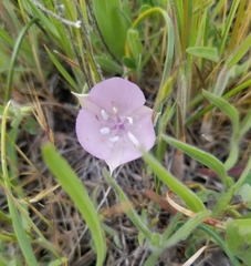 Calochortus uniflorus