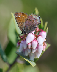 Callophrys muiri