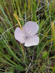 Calochortus uniflorus
