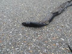 Pituophis melanoleucus lodingi