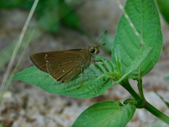 Pelopidas conjuncta