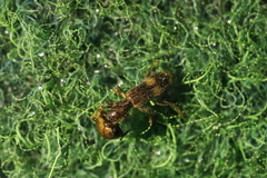 Opilo mollis