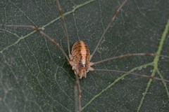 Opilio canestrinii