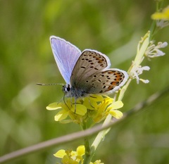 Plebejus melissa paradoxa