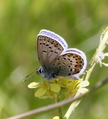 Plebejus melissa paradoxa