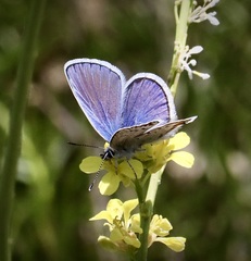Plebejus melissa paradoxa