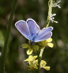 Plebejus melissa paradoxa