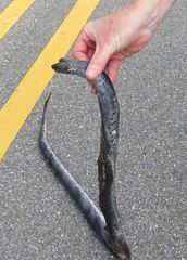 Pituophis melanoleucus lodingi