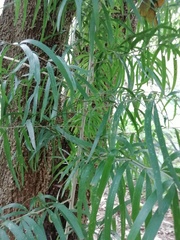 Asparagus falcatus