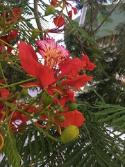 Delonix regia